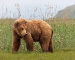 brown bear in the wild, створено за допомогою ШІ